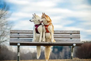 Beautiful Husky Dogs Help Their Owner Overcome Depression 1