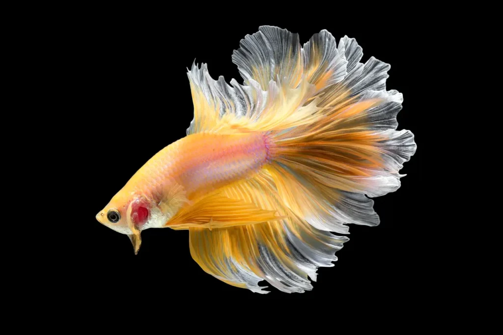 Betta Fish Gold (1)