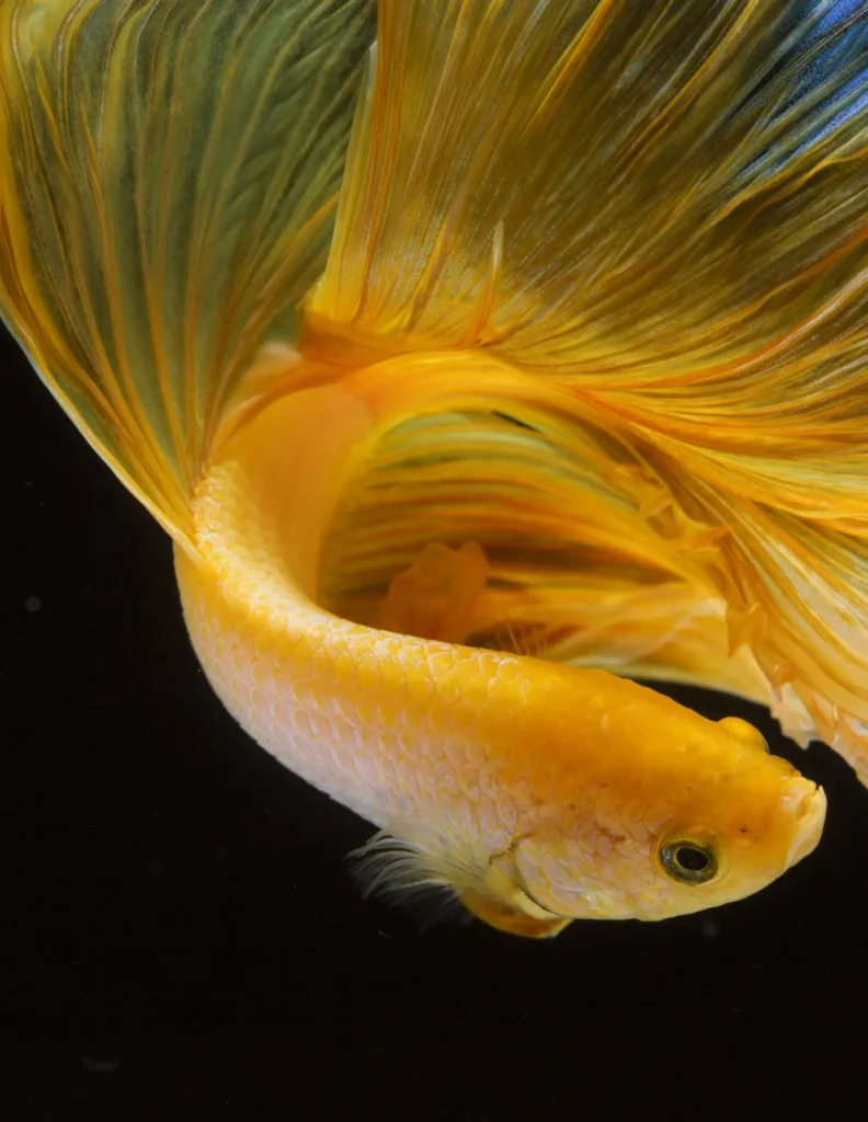 Betta Fish Gold (2)