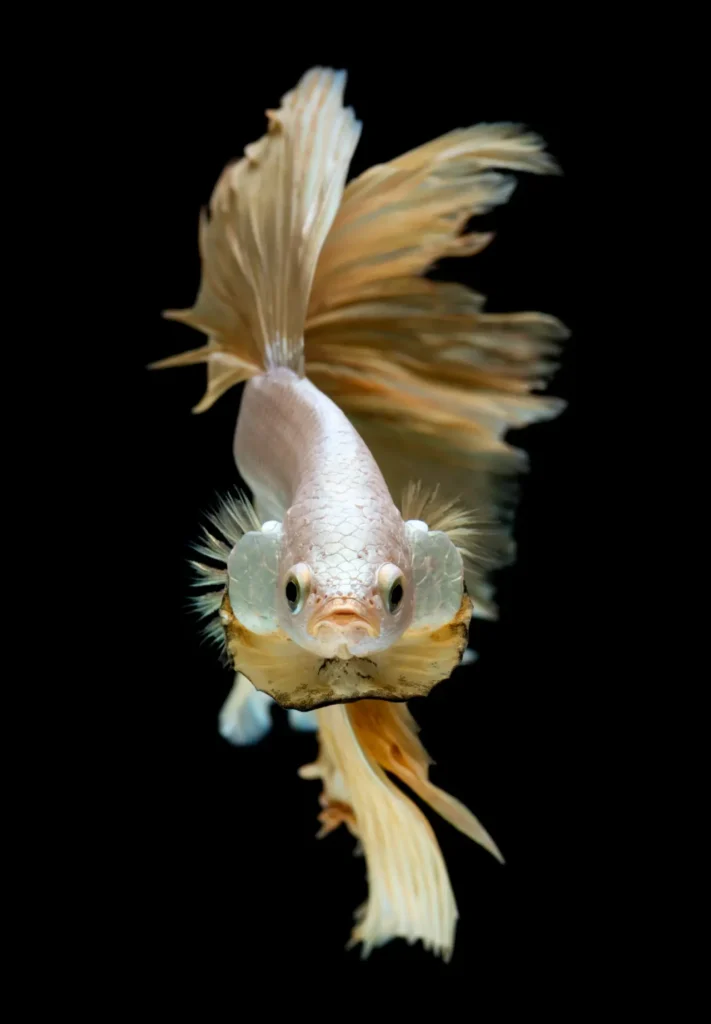 Betta Fish Gold (4)