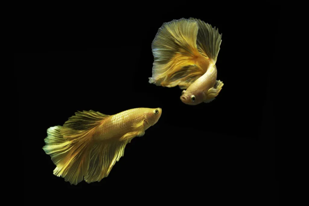Betta Fish Gold (6)