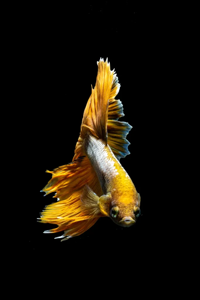 Betta Fish Gold (7)