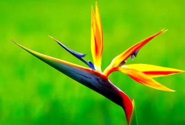 Bird Of Paradise Flowers 8