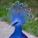 Blue Crowned Pigeon 14