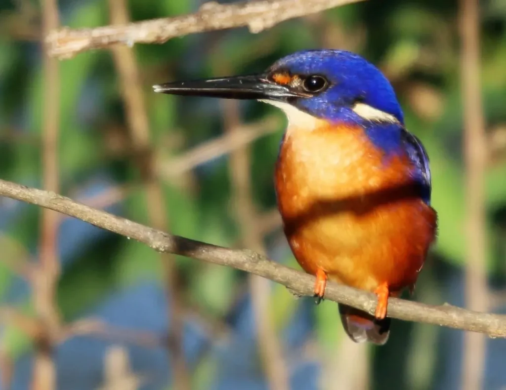 Blueazure Kingfisher 13