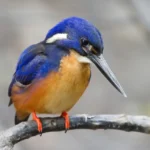 Blueazure Kingfisher 3