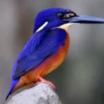 Blueazure Kingfisher 7