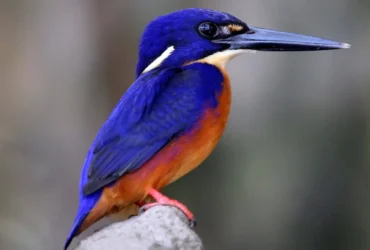 Blueazure Kingfisher 7