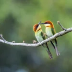 Chestnut-headed Bee-eater 18