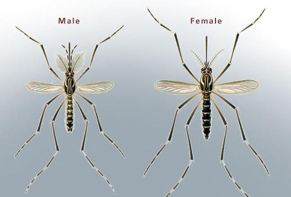 differentiating-male-and-female-mosquitoes-1