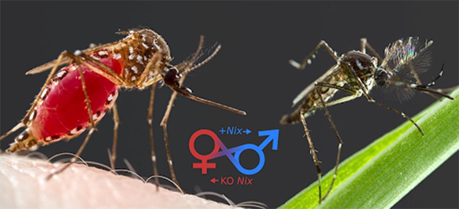 differentiating-male-and-female-mosquitoes-4