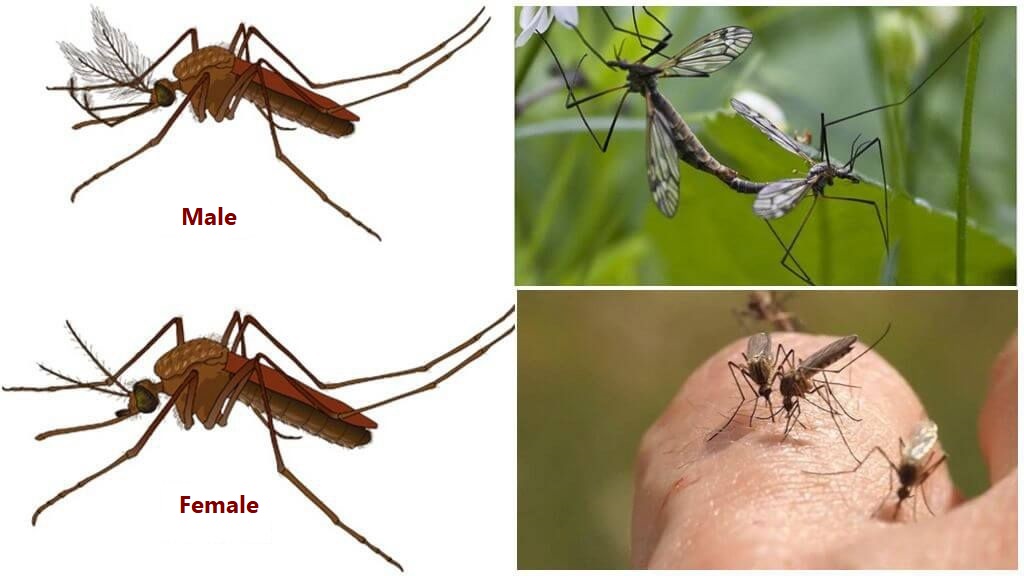 differentiating-male-and-female-mosquitoes-2