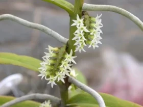Eight smallest plant species in the world 3