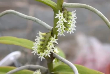 Eight smallest plant species in the world 3