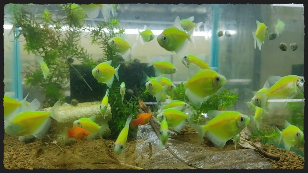 Green-colored-beautiful-fish-species-are-currently-popular-1