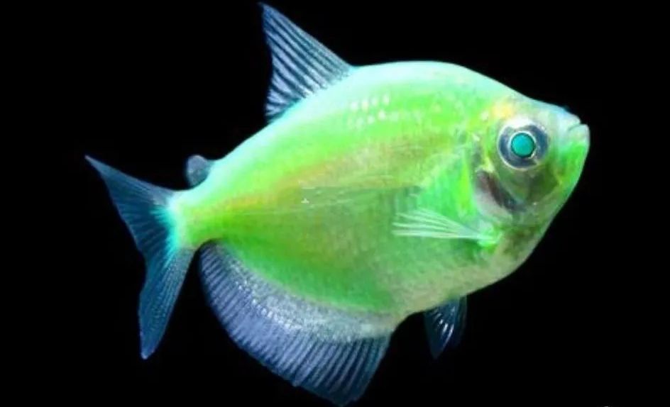 Green-colored-beautiful-fish-species-are-currently-popular-3