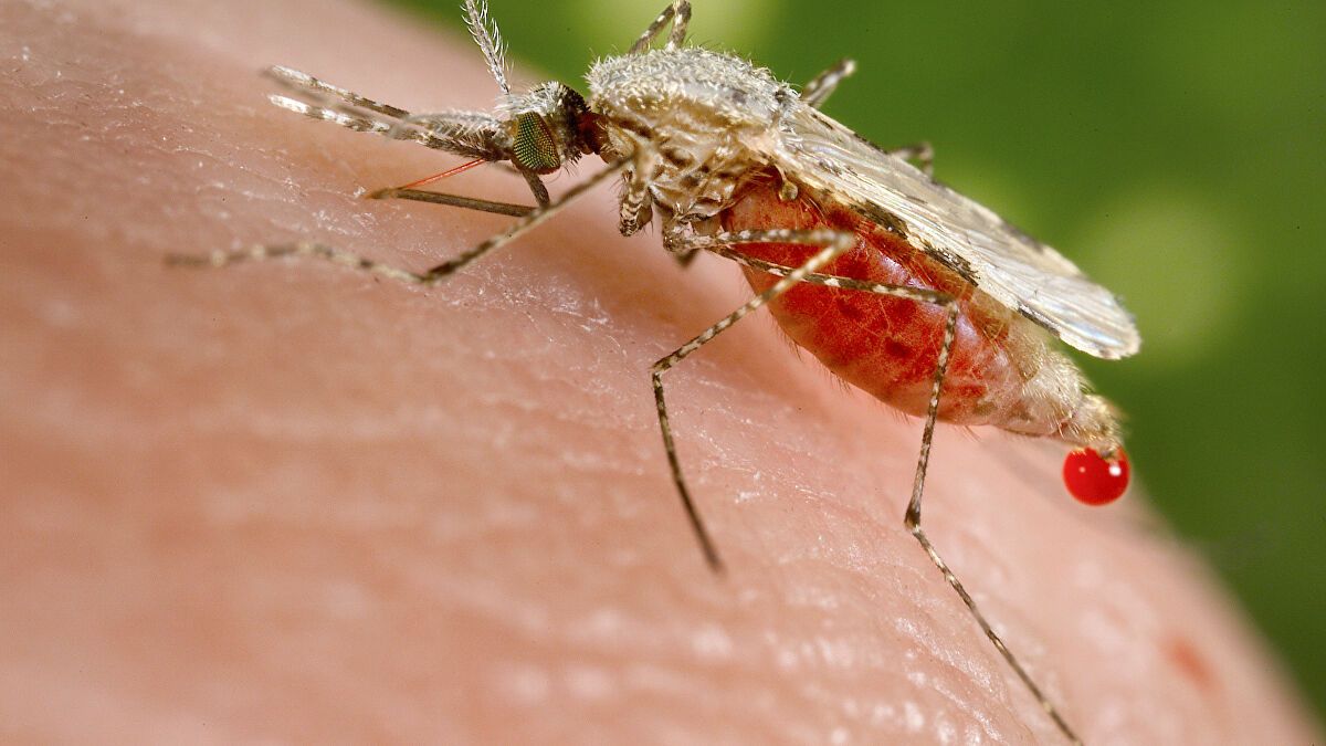 The-Image-of-blood-sucking-mosquitoes-18