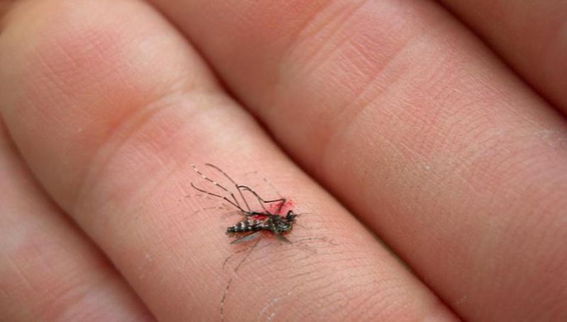 the image-of-mosquitoes-being-smashed to death-21