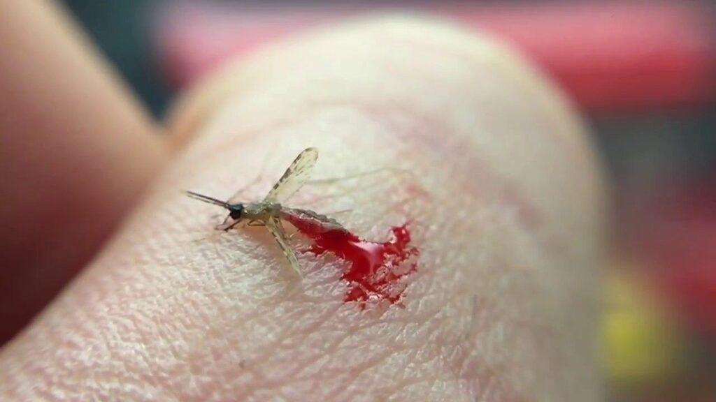the image-of-mosquitoes-being-smashed to death-22