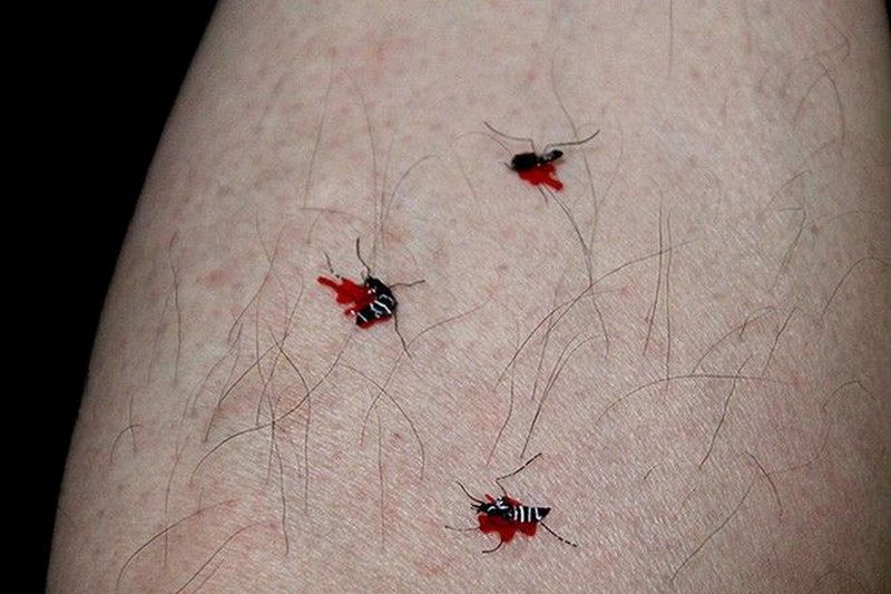 the image-of-mosquitoes-being-smashed to death-23