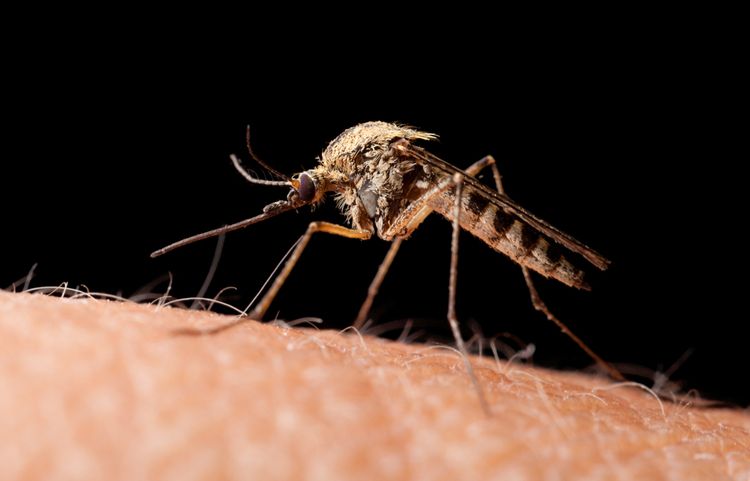 interesting-facts-about-mosquito-eggs-2
