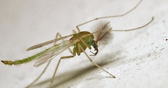 interesting-information-about-the-green-mosquito-2