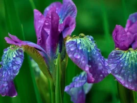 Iris Flower (3)