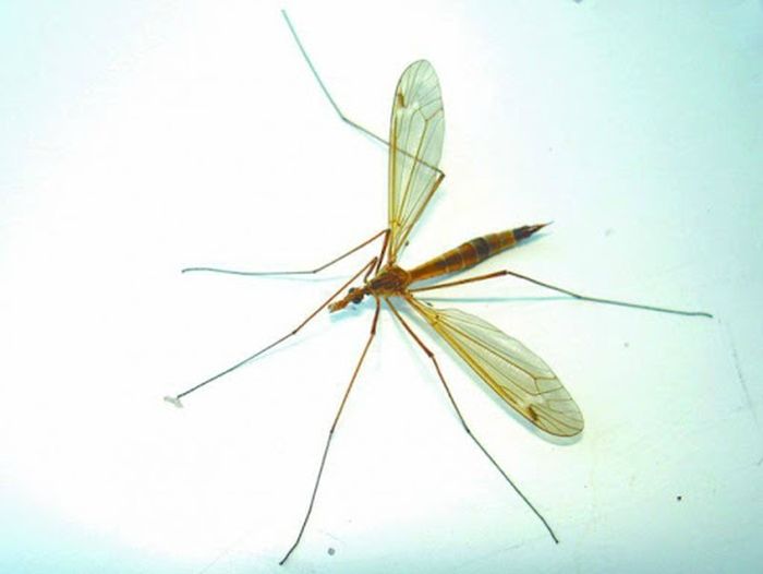 long-legged-mosquitoes-like-spiders-can-easily-walk-on-the-surface-of-water-1