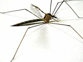 Long-legged mosquitoes like spiders 2