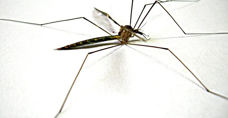 long-legged-mosquitoes-like-spiders-can-easily-walk-on-the-surface-of-water-2