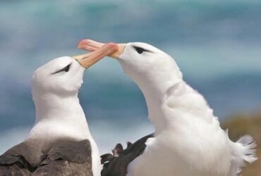 Many Albatross Pairs 'divorce' 1