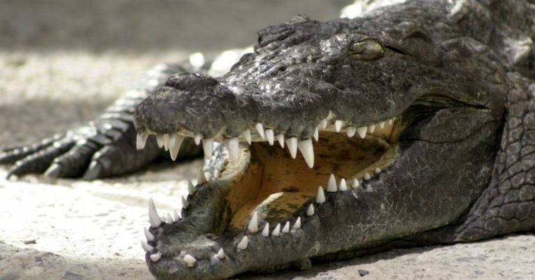 nile-crocodile-cannibalizes-its-own-kind-1