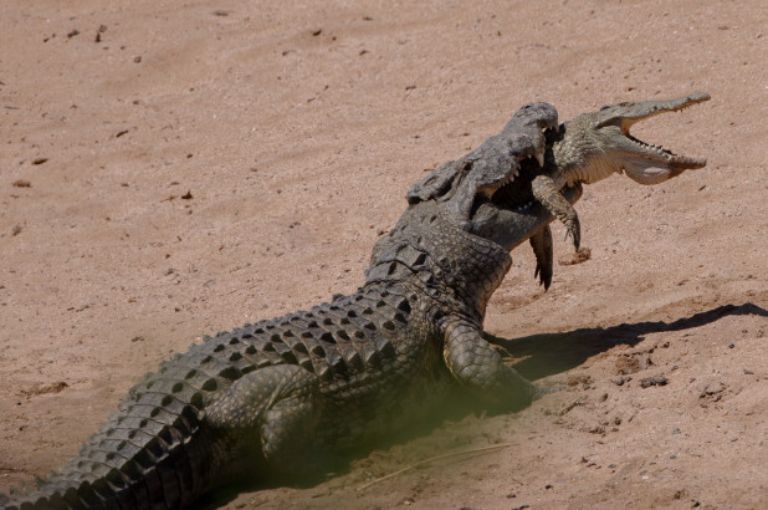 nile-crocodile-cannibalizes-its-own-kind-6