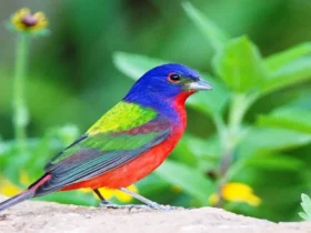 Painted Bunting (17)