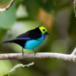 Paradise Tanager 3