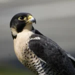 Peregrine Falcon 17