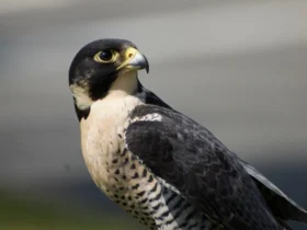 Peregrine Falcon 17
