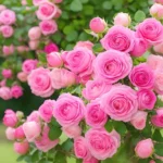 Pink Roses (5)