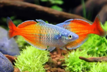 Rainbow-fish-kribensis-26
