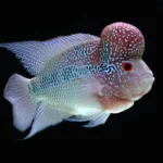 Red Flowerhorn Fish 15