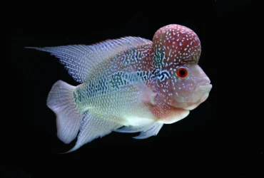 Red Flowerhorn Fish 15