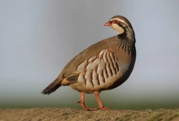 Red-legged Partridge 11