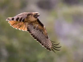 Red-tailed Hawk 18