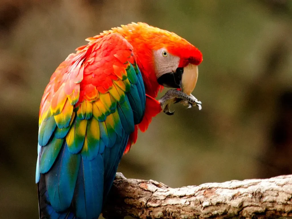 Scarlet Macaw 14