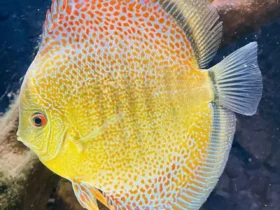 Spotted Discus 16
