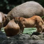 The Friendship Between A Cat And A Capybara 3
