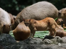 The Friendship Between A Cat And A Capybara 3