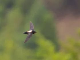 The White-throated Needletail 7