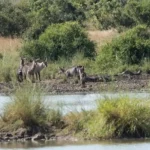 The Antelope Narrowly Escaped Death After Being Captured By A Crocodile 5