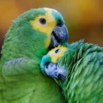 The-beautiful-green-colored-bird-species-1